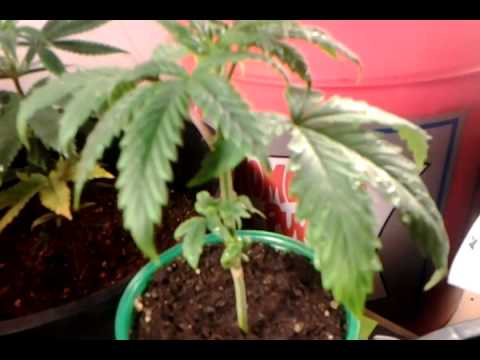 First marijuana grow (part 5)