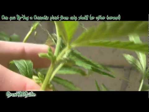 Can you Re-Veg a Cannabis Plant? You Sure Can!!!