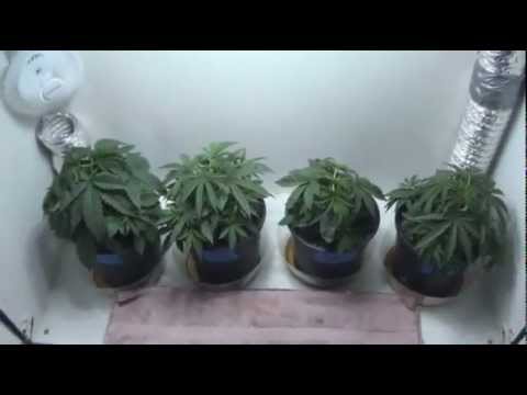 How To Top Marijuana Plants - Topping Marijuana Plants 101