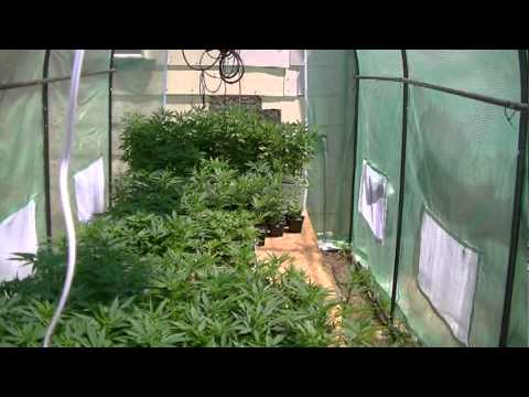 marijuana greenhouse update