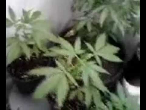 Medical Marijuana Grow Indoors 4.23.12