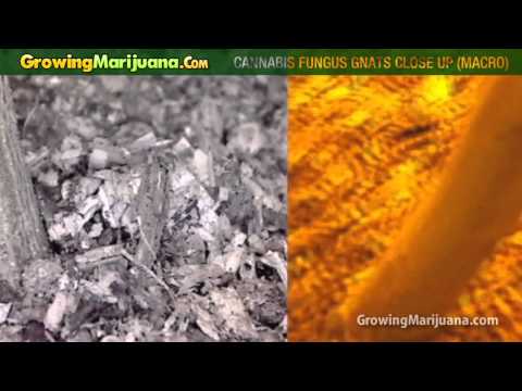 Cannabis Fungus Gnats Close Up (Macro) - Growing Marijuana
