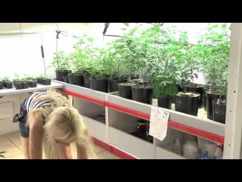 Queen of Dragons Medicinal Marijuana. Edibles, Shasta Dam Blvd Lake City, Shasta Ca
