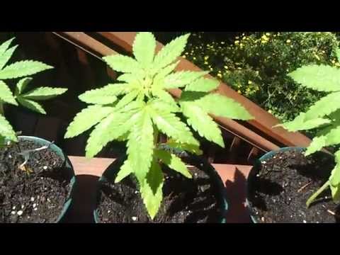 1 1/2 Month Old Marijuana/Weed/Ganja Plants. First Time Grow Need Help!!!