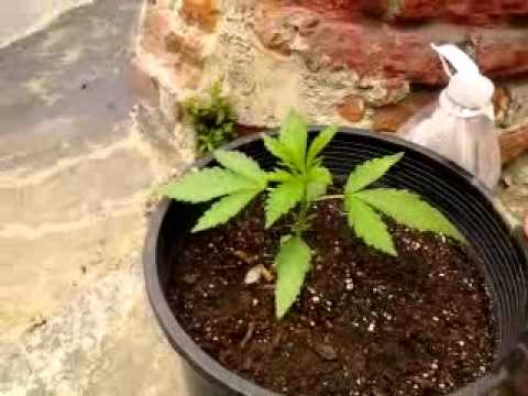 Outdoor marijuana grow (2weeksold)
