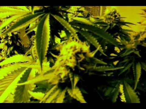 Day 42 of Flower First Grow Medicinal Marijuana Advanced Nutrients