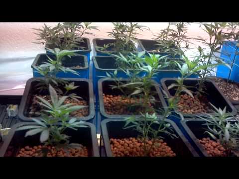 Medi-Bud Marijuana Grow Room 2000w Hydro