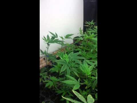 Marijuana Tutorial (vegetative survey1)