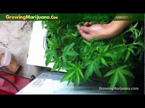 How To Get Bigger Yields From Cannabis Plants - Growing Weed