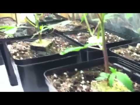 Pre-outdoor medical grow Update#1