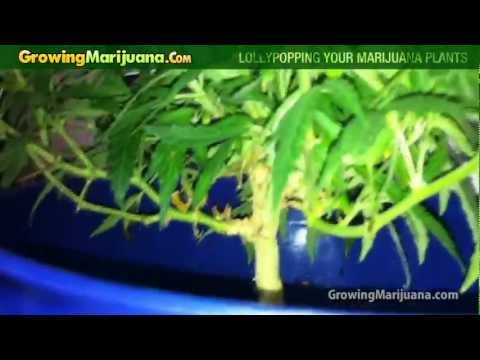 Lollypopping Your Marijuana Plants - Growing Weed