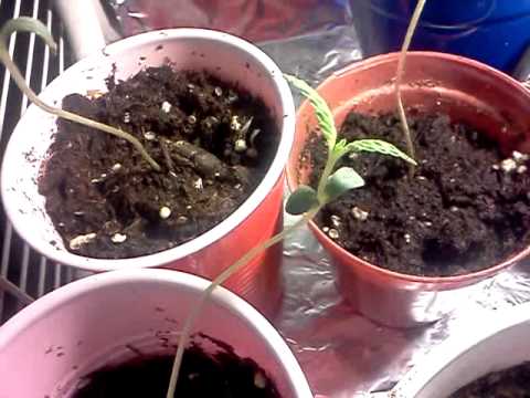 Growing marijuana week 2