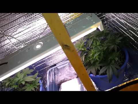 Medical Grow room Canadian DAVE styles!