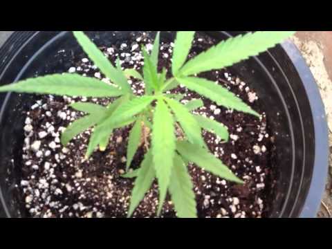 Medical marijuana outdoor grow 2012