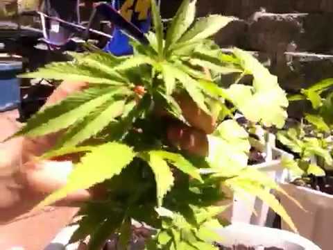 HELP! Why are my marijuana plants flowering so early?