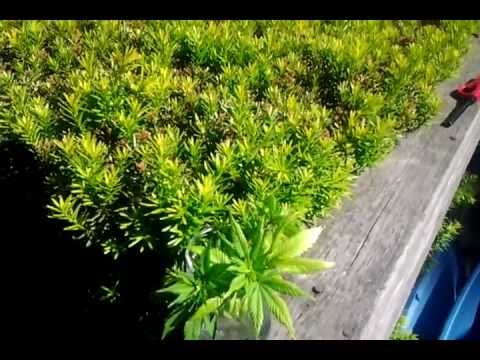 Medicinal Marijuana Grow Day 26 (from fem clones)