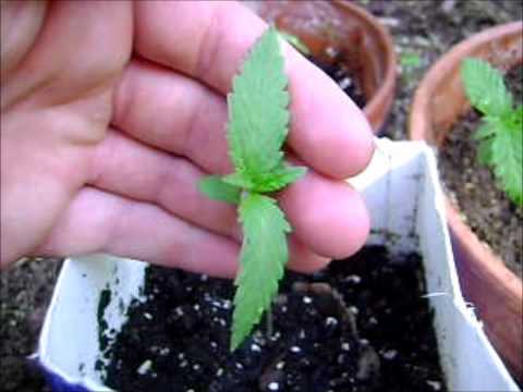 Outdoor Marijuana Grow 2012 pt. 3