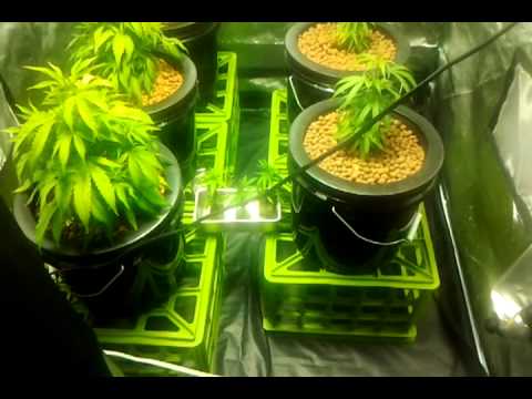 Medicinal Marijuana Grow (Clone Update)