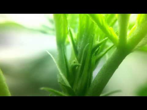 Marijuana Plant Grow Update