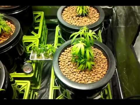 Medicinal Marijuana Clone Grow Update Day 32