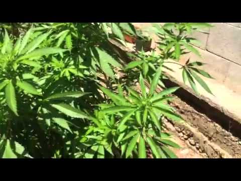 Massive Outdoor Marijuana Plants