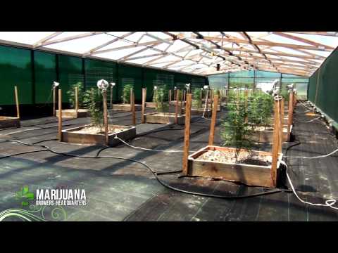 How to grow Marijuana Like a Pro: Big Sluggers 2012 Greenhouse/Outdoor Grow