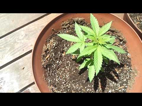 2 Month Old Marijuana/Weed/Ganja Plants. First Time Grow Need Help!!!