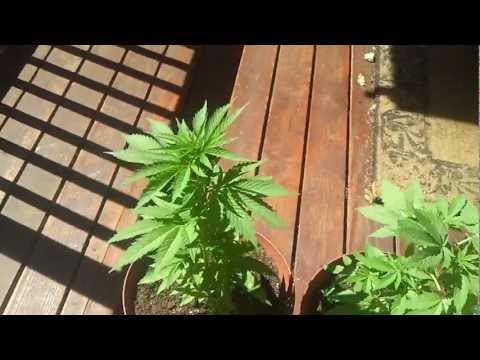 3 Month Old Marijuana/Weed/Ganja Plants. First Time Grow Need Help!!!
