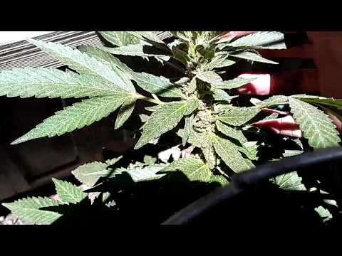 Medical outdoor marijuana update 6.6.12