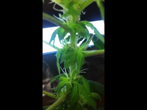 How to grow marijuana (week 4 12/12)