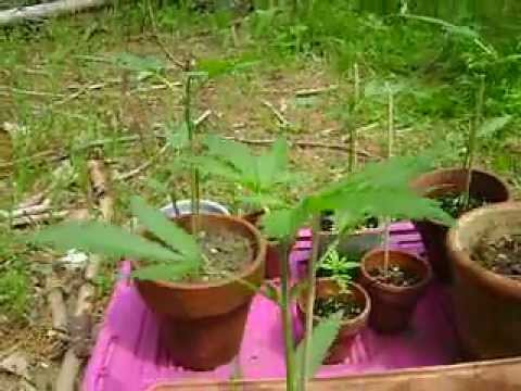 Outdoor Marijuana Grow 2012 pt. 4
