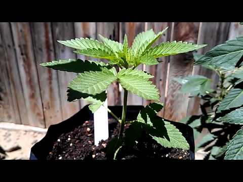 Medical Marijuana grow sneak peak indoor crop & mini outdoor updade UP CLOSE