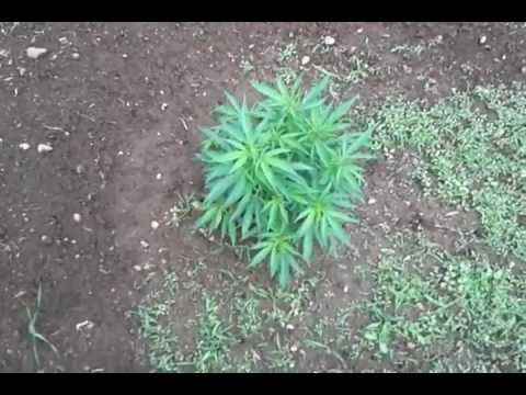 outdoor medical marijuana june 4 2012