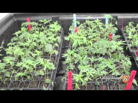 Clone To Grown - Northern California Time-Lapse Grow
