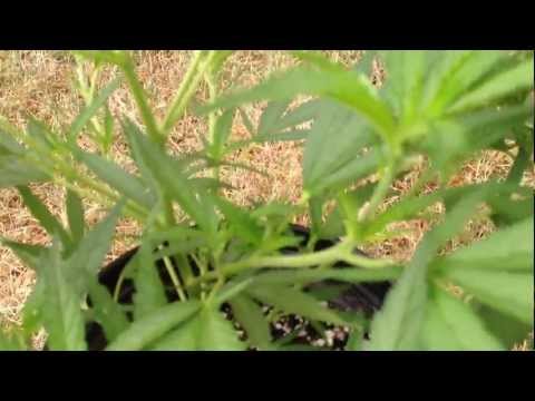 Marijuana Plant Week 3