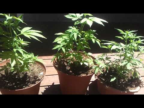 3 1/2 Month Old Marijuana/Weed/Ganja Plants. Need Help!!! Nitrogen Deficiency!!!