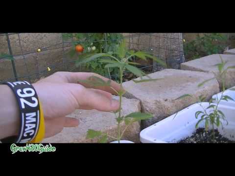 Outdoor Update: Cannabis Seedling, Clones, Topping, and Veggies!!