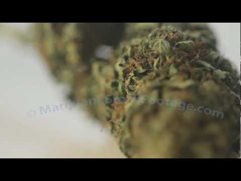 marijuana-buds-pictures.mov