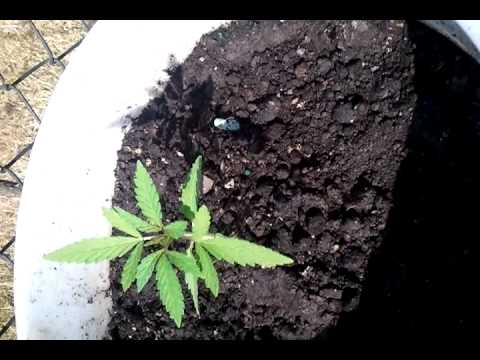 Growing Marijuana Week (3/20)
