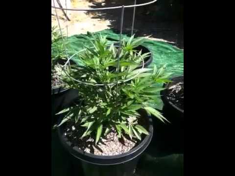 Outdoor marijuana grow week 3