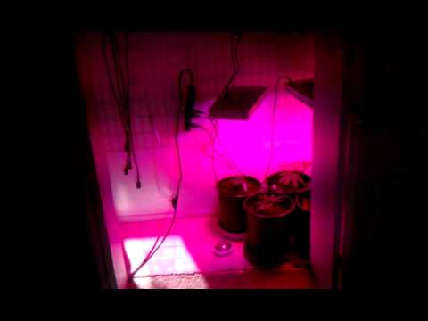 Great LED Grow room