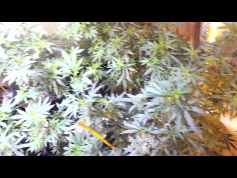 growing marijuana (vegetative growth) before room/plant cleaning