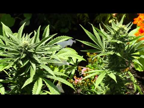 Gil's Indoor/Outdoor Grow Experiment (Forced Flower Day 39) Outdoor Medical Marijuana