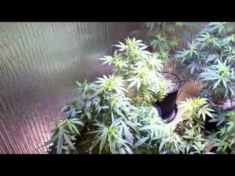 growing marijuana (vegetative growth) after room/plant cleaning