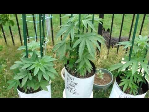 buddha tahoe og, bubba kush s1, pow33 ------all organic outdoor grow-----