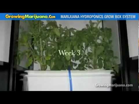Weed Growing Equipment - Marijuana Hydroponics Grow Box System