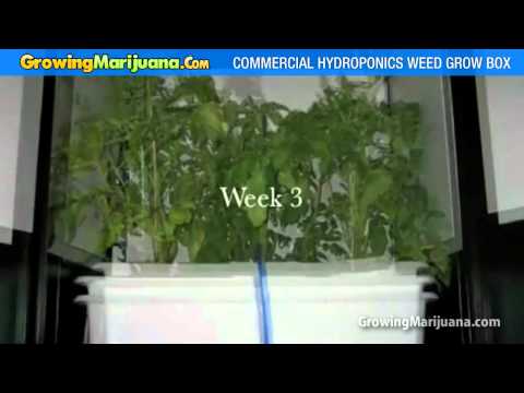 Weed Growing Equipment - Marijuana Hydroponics Weed Grow Box