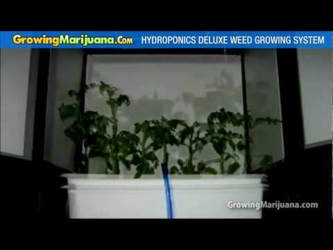 Weed Growing Equipment - Weed Growing System For Hydropnic Marijuana Growing
