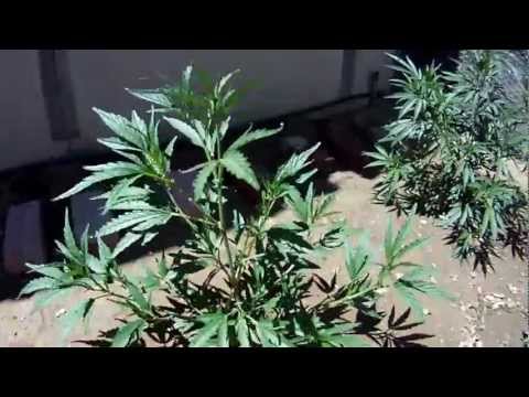 How to grow OUTDOOR Cali Mist UK Cheese Cotton Candy KUSH!!