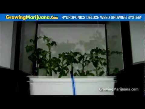 Weed Growing System For Hydropnic Marijuana Growing - Weed Growing Equipment